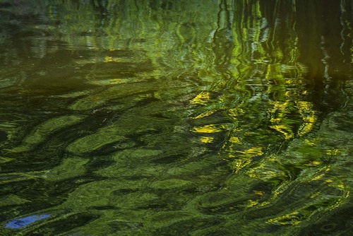 NL_WDFL002 Irises.jpg