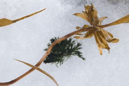 NO2022 018 SeaWeed.jpg