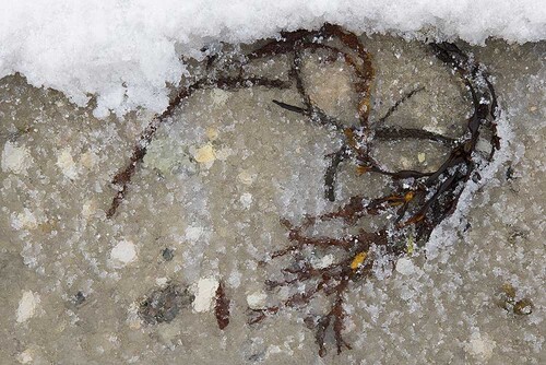 NO2022 029 FrozenBeachWeed.jpg