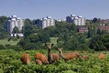 GB2011_001 LondonDeer.jpg