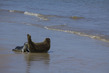 NL12F005 SealMomPup.jpg