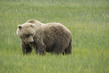 US2025 057 BrownBear.jpg