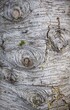 CA2023_035 Wood.jpg