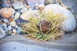 ES2026_006w Anemone.jpg