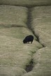 FO2022_009 Sheep.jpg