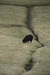 FO2022008w Sheep.jpg