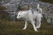GL2024_006 SledDog.jpg