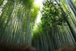 JP2016_025 BambooBos.jpg