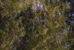 NL_WDS002 Summer.jpg