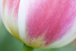 NL10FL002w Tulip.jpg
