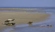 NL12F002 WaddenSea.jpg