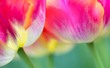 NL15FL002w Tulips.jpg