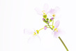 NL17FL001w CuckooFlower.jpg