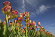 NL17FL003w Tulips.jpg