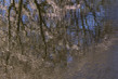 NL19FL004 Spring.jpg