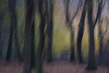 NL19FL005 DancingTrees.jpg