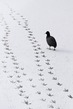 NL21F001 BirdPrints.jpg