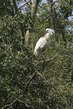 NL22F 004 Spoonbill.jpg