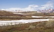 US2025 011 SpringDenaliNP.jpg