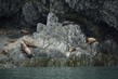 US2025 036 StellerSeaLions.jpg