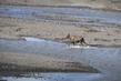 US2025_010 Moose2.jpg