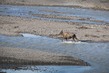 US2025_010w DenaliMoose2.jpg
