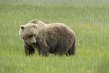 US2025_059 BrownBear2.jpg