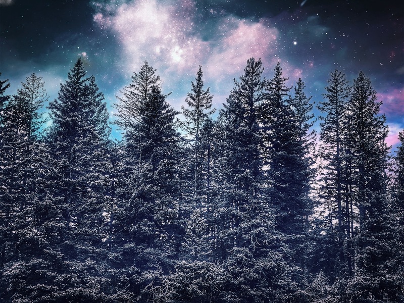 Black Lake (Trees at Night).jpg