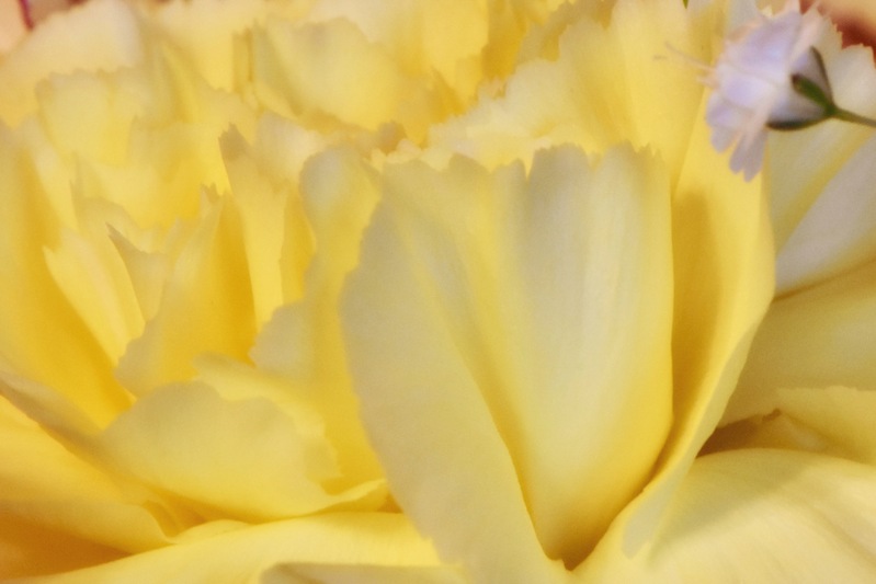 Buttercup.jpg :: Buttercup