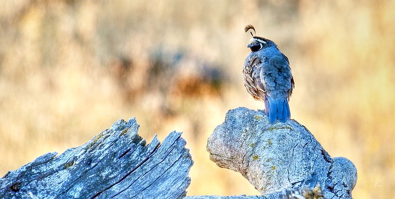All I See - It Is Mine.jpg :: Cock Valley Quail overlooking his covey and territory on a cool late summer's morning