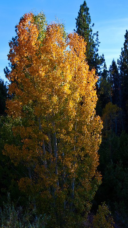 Aspen Gold 003.jpg