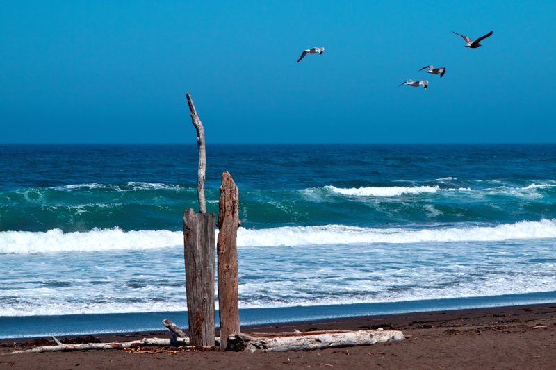 BeachGulls 003a.jpg