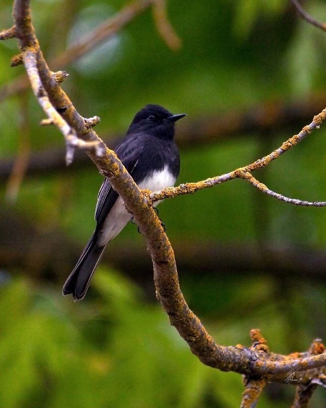 Black Phoebe_8606.jpg