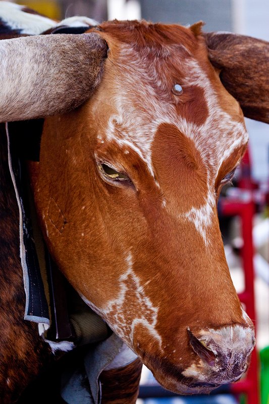 Bull Ride 01.jpg