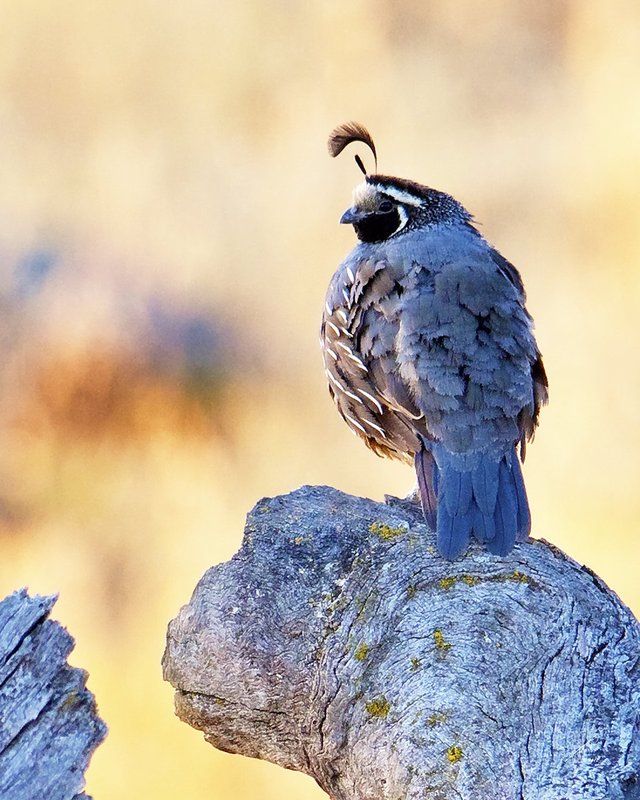 Cock Quail 004.jpg