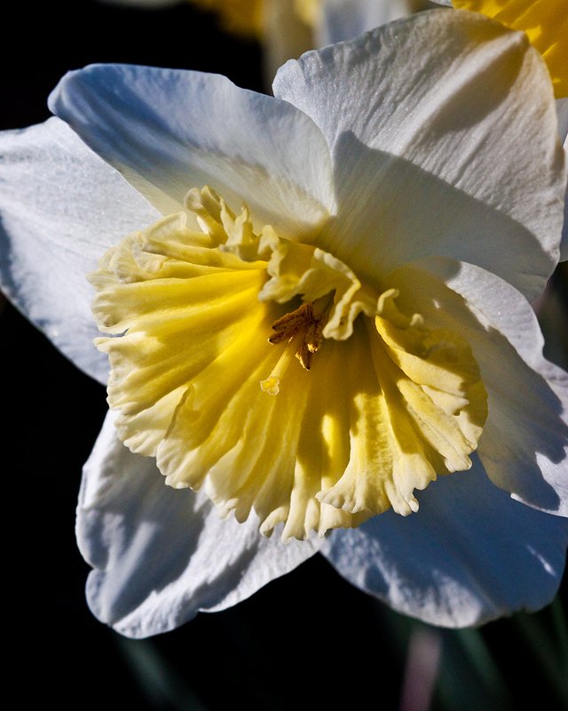 Daff 002 - upload.jpg
