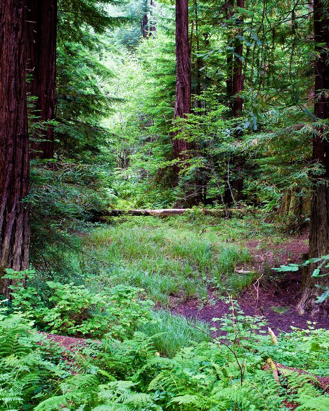 Downed Log Vertical.jpg
