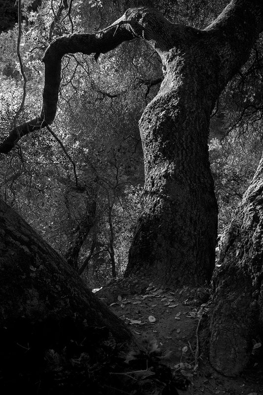 Entish Oak 001 in BW.jpg
