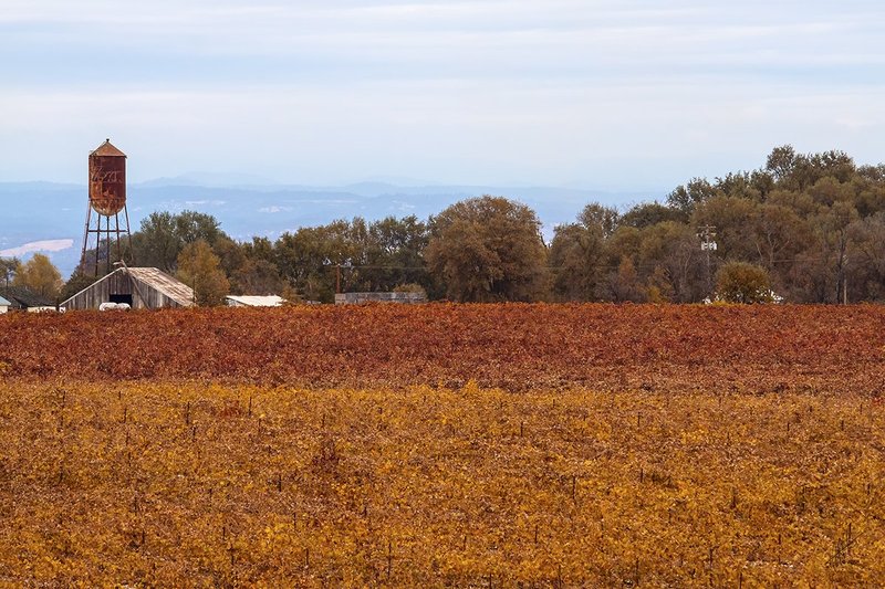 Fall Grapes 020.jpg