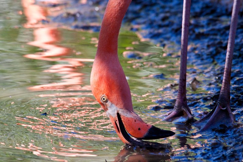 Flamingo 013.jpg :: An American Flamingo feeds in the early morning light at the Sacramento Zoo.  Ten percent of all profits from sale are donated back to the Sacramento Zoo.