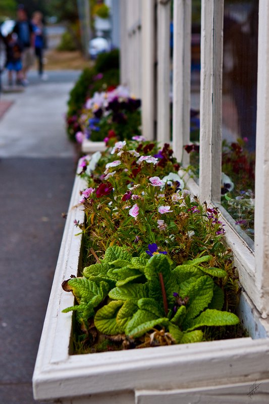 FlowerBox 001.jpg