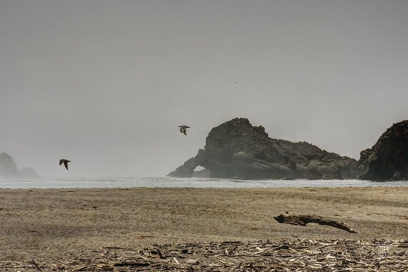 Fogbound in August.jpg