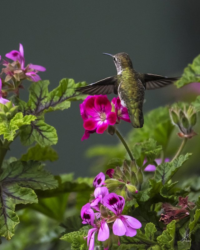 Lady Zoom.jpg :: Humming-bird darting amoungst geraniums