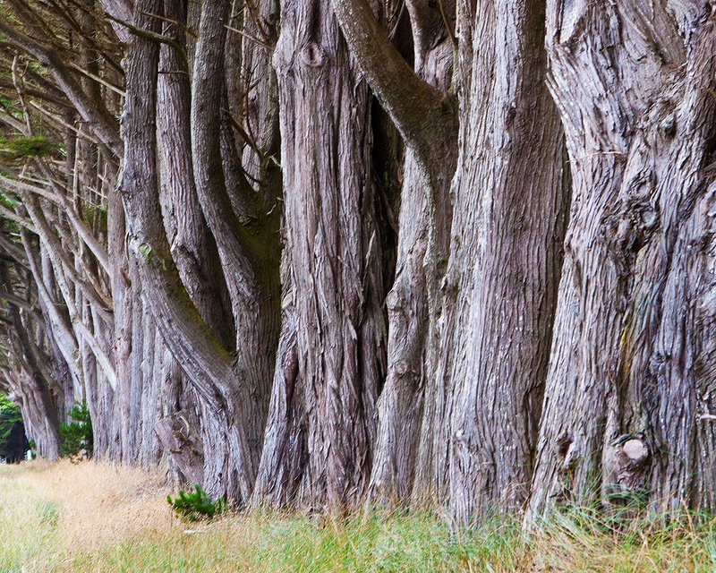 Manchester Pine Row.jpg