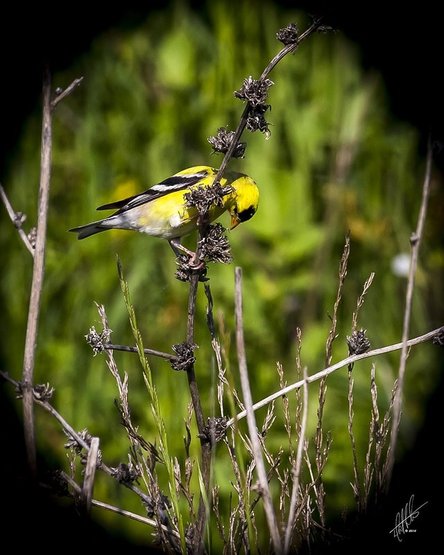 Mr Goldfinch Feeding.jpg