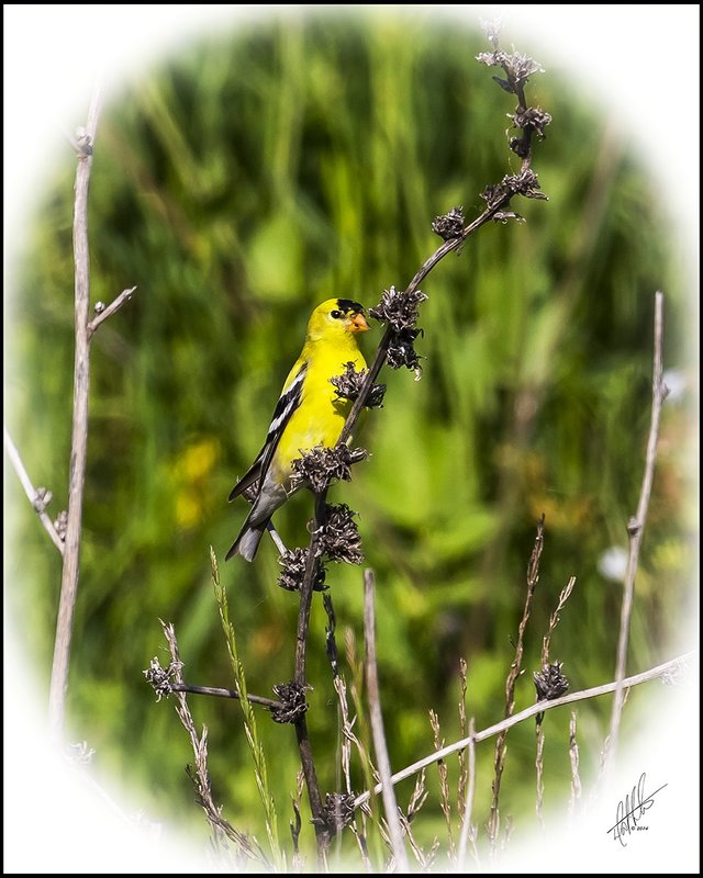 Mr Goldfinch.jpg