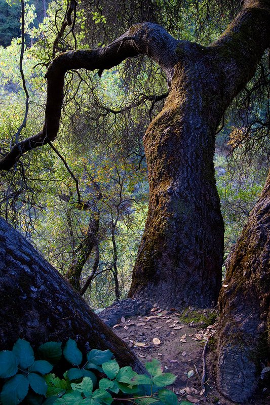 Oaken Tree 1 of 3.jpg