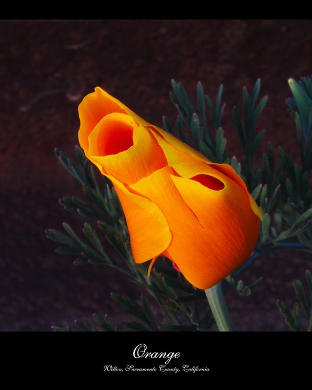 Orange.jpg