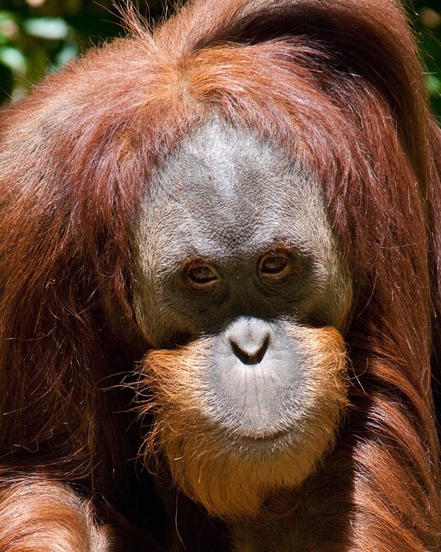 Orangutan 018a.jpg :: An orangutan out for a morning stroll at the Sacramento Zoo.  Ten percent of all profits from sale are donated back to the Sacramento Zoo.