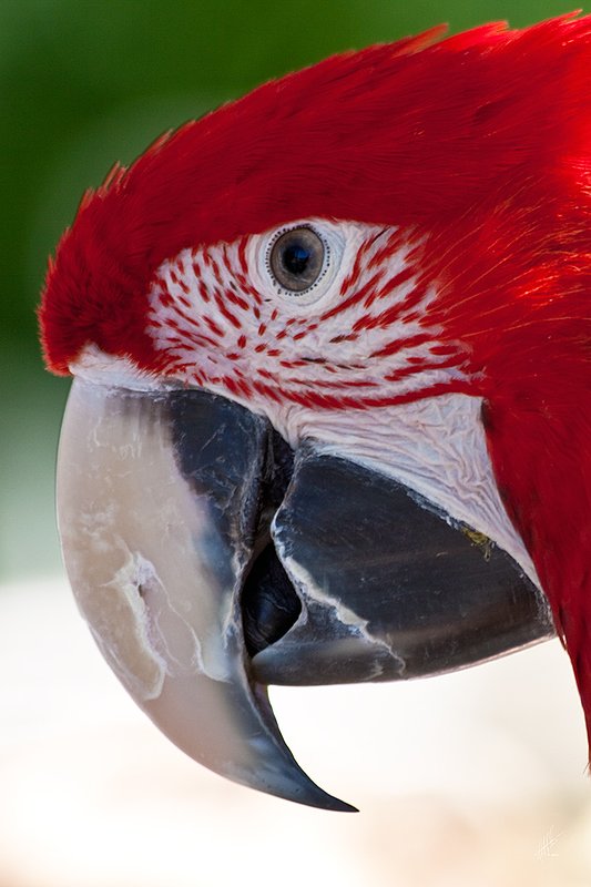 Parrot_8308.jpg :: Portrait in profile of a Red Macaw